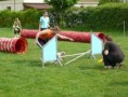 /album/zacatky-agility/agility-4-jpg/